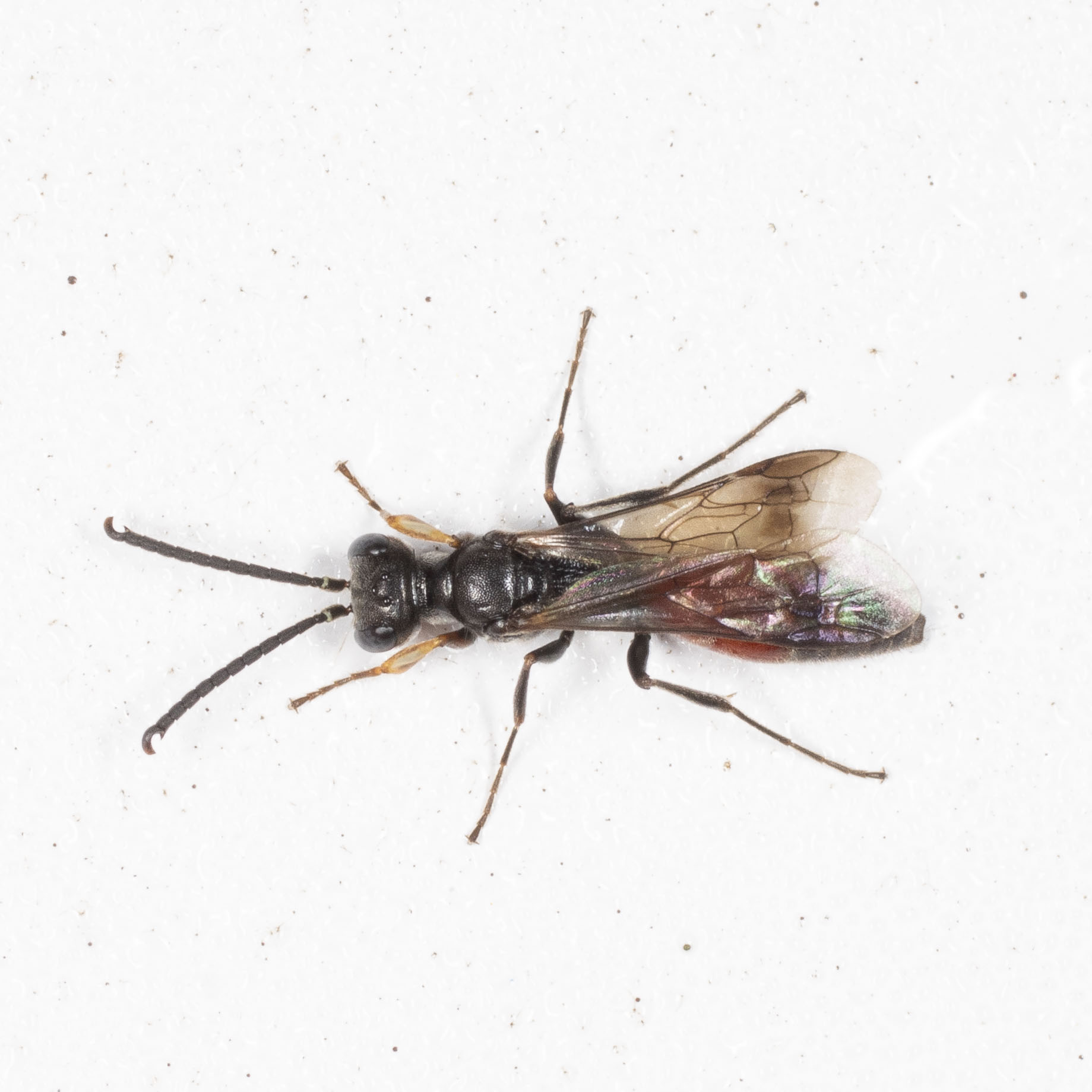 Crabronidae: maschio di Didineis wuestneii